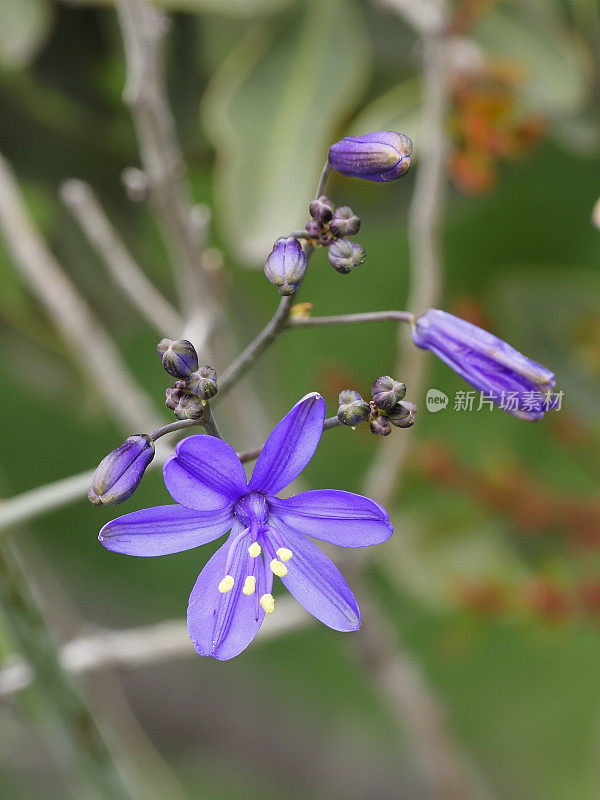 “Azulillo”或“Pajarito Azul”的一朵花，生长在安第斯山麓。